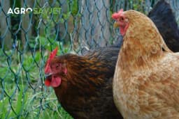 Životni vijek i proizvodnja jaja koka nosilja: Sve što trebate znati