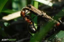 Mravi u vašem voćnjaku: Kako spriječiti indirektnu štetu na plodovima