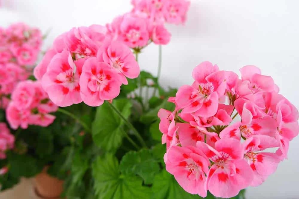 pelargonije