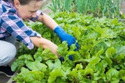 Prašak za pecivo kao spas za cvijeće i baštu