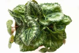 Kako se brinuti o ciklami nakon cvjetanja - Tajna nevjerovatnog ponovnog cvjetanja