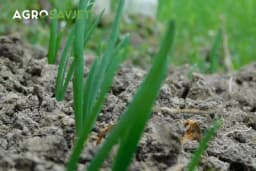 Uz crni luk uvijek posadite ovu biljku: Prinos nikad veći, a plod krupan i zdrav