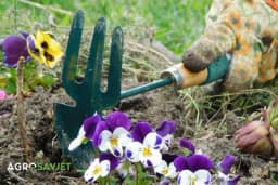 Koje cvijeće se sadi u proljeće