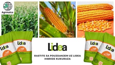 Lidea hibridi kukuruza