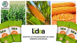 Agrimatco BiH donosi visokokvalitetne hibride kukuruza kompanije Lidea