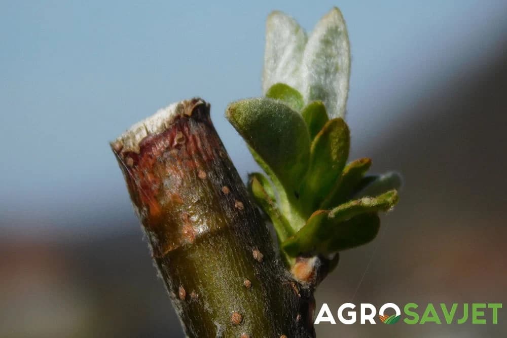 OREZIVANJEM i ČUPKANJEM do savršene biljke i maksimalnog PRINOSA!