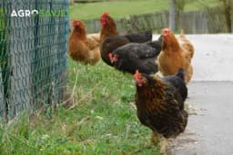 Proljetna ishrana koka nosilja: Savjeti za uravnoteženu prehranu i visoku produktivnost