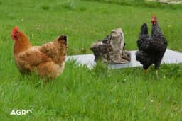 Povećajte prinos POVRĆA za 40% uz tajnu organskog đubriva - KOKOŠIJI STAJNJAK!