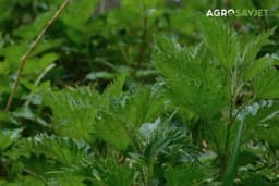 Kako napraviti prirodni rastvor od koprive za zaštitu biljaka od štetočina?