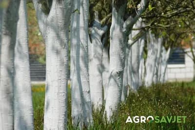 Spriječite ispiranje kreča sa stabala: Kako produžiti trajanje zaštite u vašem voćnjaku?