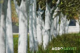 Spriječite ispiranje kreča sa stabala: Kako produžiti trajanje zaštite u vašem voćnjaku?