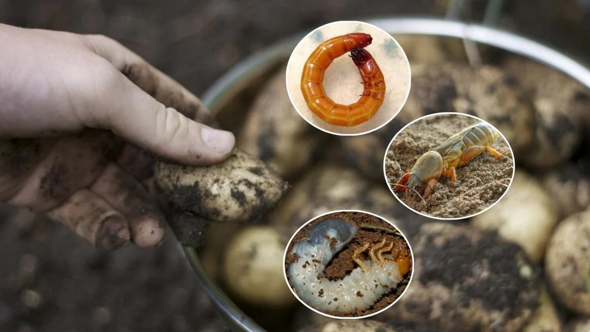 štetočine krompira