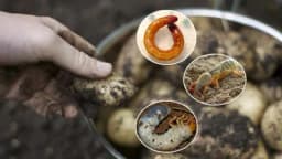 Krompiru prijeti opasnost od zemljišnih štetočina - Kako se zaštititi?