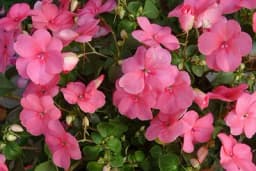 Kako se uzgaja LIJEPI DEČKO da bi bujno cvjetao tokom cijele sezone?