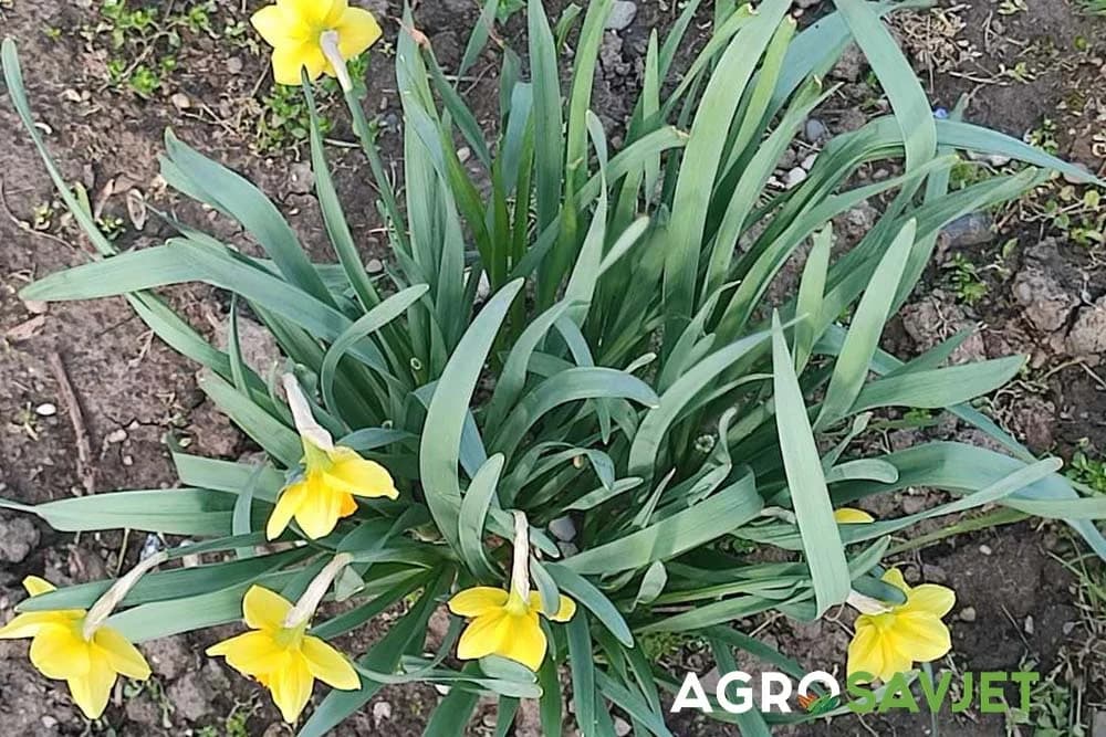 narcisi