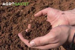 Narodna vjerovanja i običaji vezani za sjetvu i uzgoj biljaka