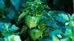 Otrovne biljke – Evo kojih se morate PAZITI! [LISTA: 21 BILJKA]