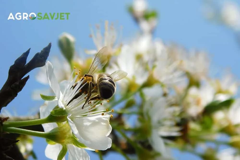 pčela-oprašike-cvijet-šljive3