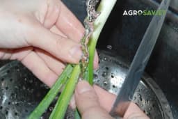 Uklanjanje pesticida: Da li pranje vodom može potpuno da očisti vaše voće i povrće?