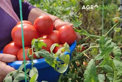 Provjereni recept za prihranu paradajza, biće veći i sočniji