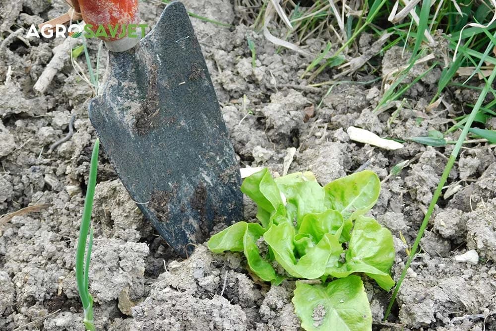presađivanje salate