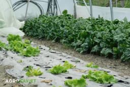 Proizvodnja povrća na otvorenom i u plastenicima: upotreba đubriva, zaštita od štetočina i korova