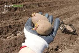 Koju kalibražu sjemenskog krompira odabrati za najbolji rod?