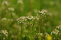 Rusomača zaustavlja krvarenje