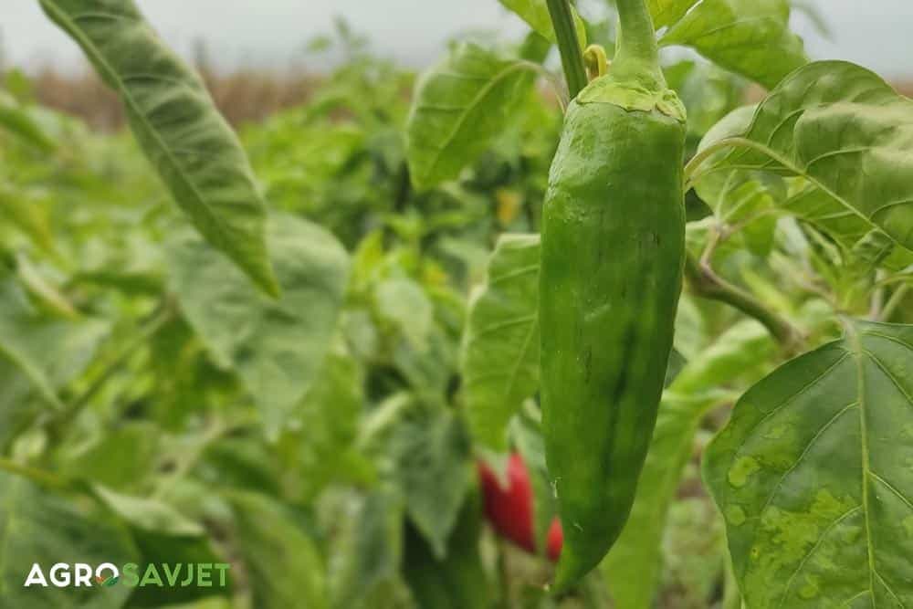 sadnja paprike