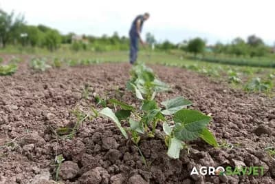 Sadnja/sjetva povrća prema mjesečevom kalednaru za april 2023. godine