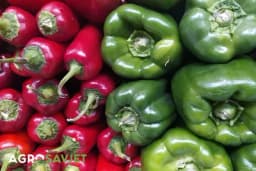 Najbolje sorte paprike
