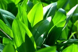 Divlja samonikla biljka "diže iz mrtvih" i pomaže u liječenju mnogih bolesti