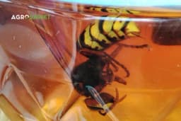 Smislila je kako se zauvijek riješiti najezde stršljena na terasi - bez pesticida i otrova