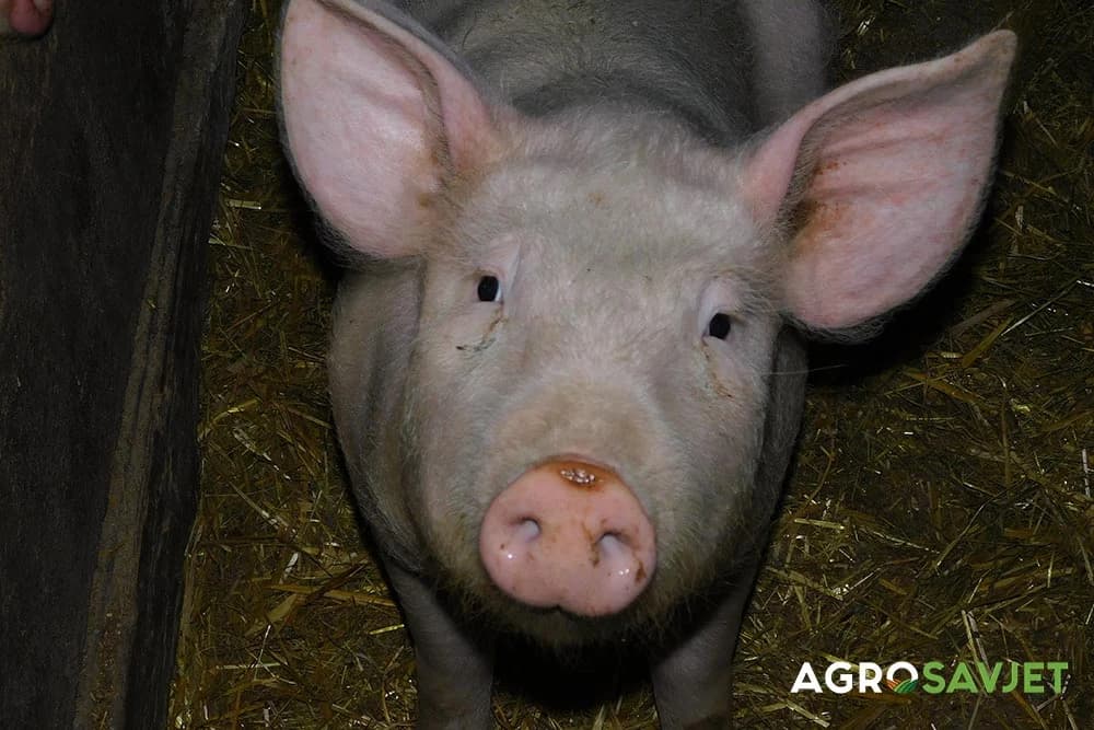 svinja