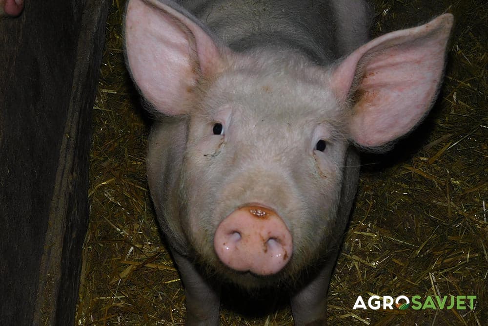 svinja