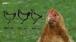 Jaja, meso ili oboje: Kako odabrati kokoške koje odgovaraju vašim potrebama!