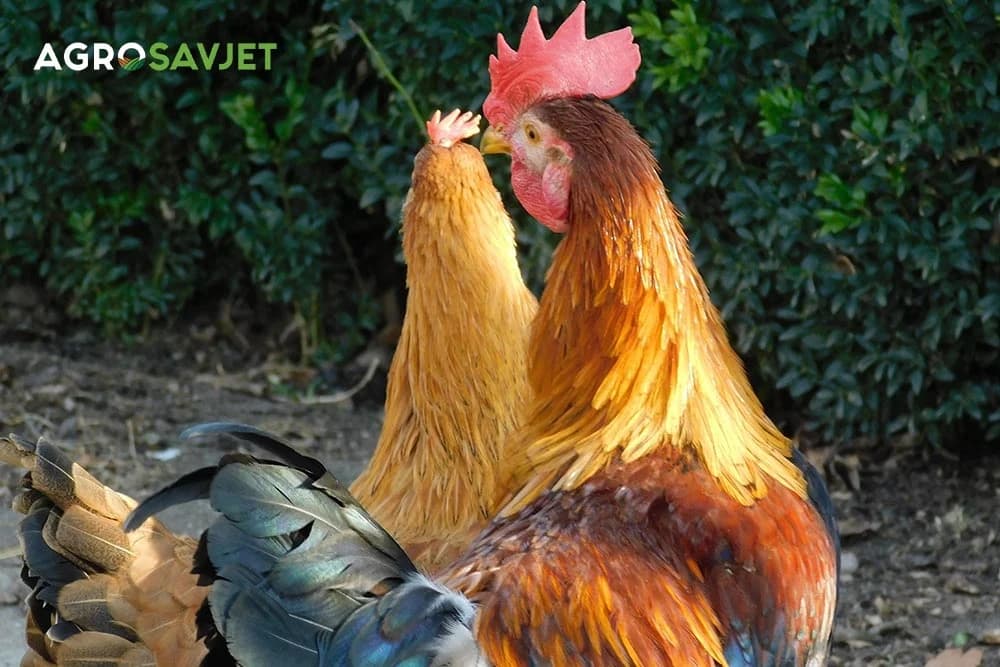ukrasna živina
