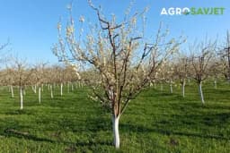 Mjere za produžavanje faze mirovanja kod voćaka