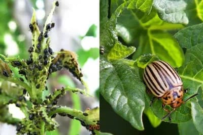Narodni načini za suzbijanje krompirove zlatice i biljnih vaši u vrtu