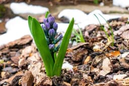 ČAROBNO RJEŠENJE ZA UREDNO DVORIŠTE: Ne morate više da plijevite korov, a ni da zalivate cvijeće previše često