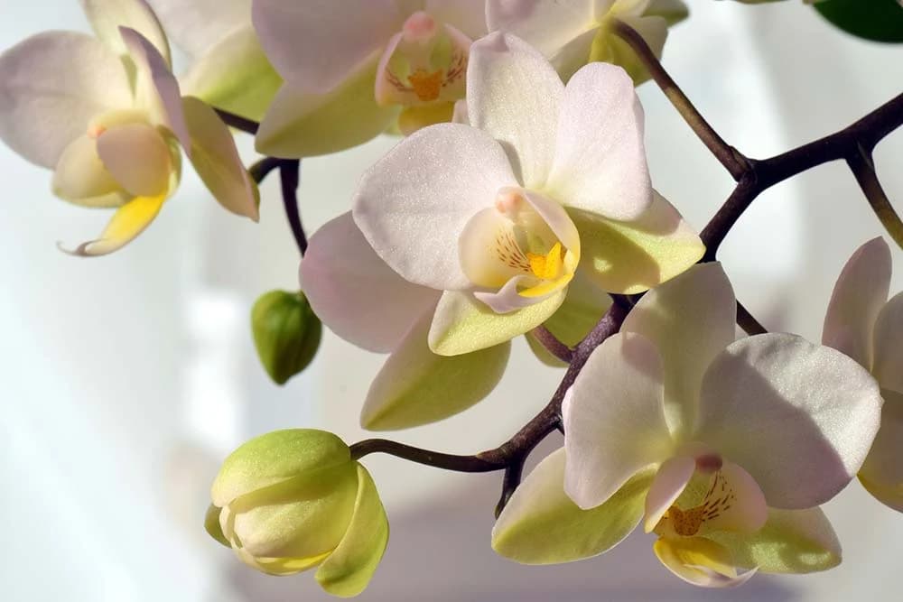 bijela orhiedeja