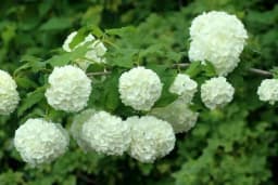 Savjeti za sadnju i održavanje Viburnuma - Prekrasan i otporan ukras za vaše dvorište