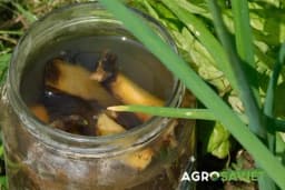 Kora od banane i ljuske od luka kao organska prihrana za povrće