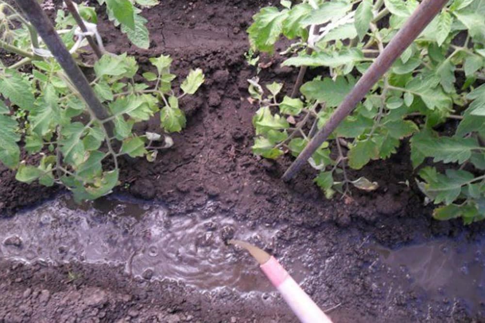 prirodno đubrivo za paradajz i krastavac