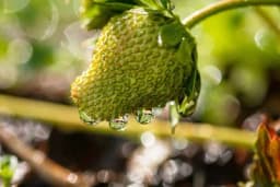 Važna poruka profesorice sa Poljoprivrednog fakulteta: Treba li jesti jagode u kišnom periodu