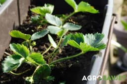 JAGODE NA TERASI - Uz ovaj trik nećete znati šta ćete sa njima i uvijek ćete ga ponavljati