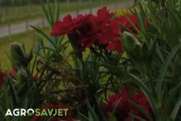 Šest sjajnih savjeta za uzgoj karanfila