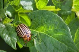 Borba protiv krompirove zlatice: Preventivne mjere, domaći pripravci i prirodni neprijatelji