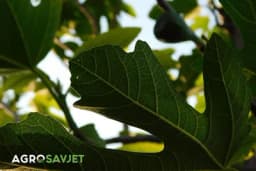 Skriveni potencijal smokvinog lišća: Čaj i sok od mladih listova smokve