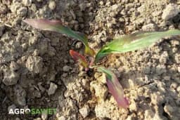 LJUBIČASTA BOJA LISTA KUKURUZA: Sve što treba da znate i ima li razloga za brigu